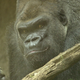 Illustration for article titled Gorilla Named Patrick Sent to Gorilla Therapy for Being a Sexist Jerk